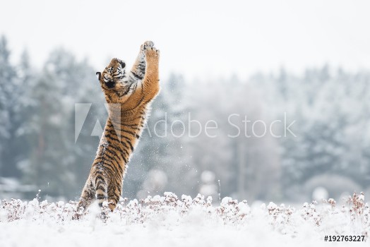 Picture of Young Siberian tiger playing with snow